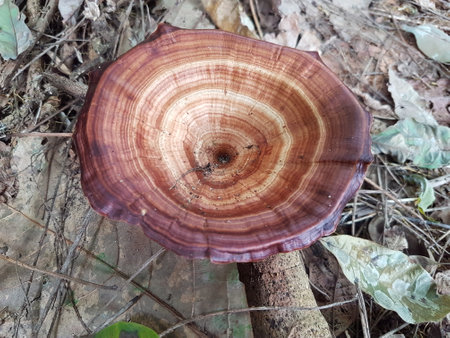 Ganoderma Lucidum, LingZhi Mushroom in the forest