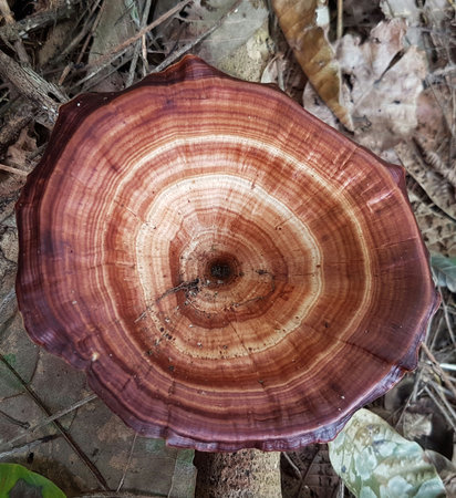 Ganoderma lucidum, LingZhi mushroom in the forest