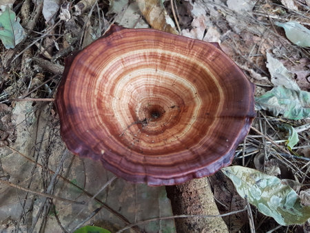 Ganoderma Lucidum, LingZhi Mushroom in the forest