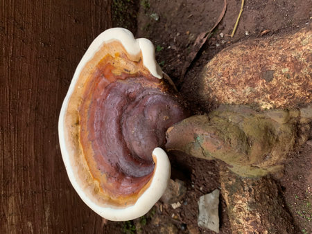 Ganoderma Lucidum - Ling Zhi Mushroom.