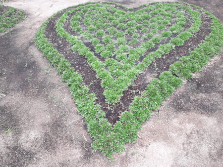 Heart shaped vegetable garden with green leaves and soil on the ground.の写真素材