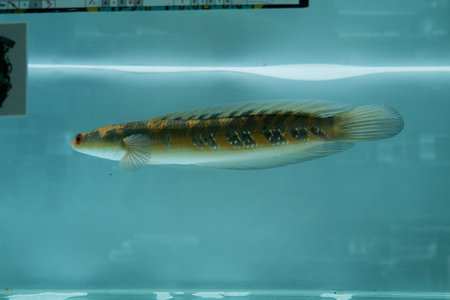 Cichlid fish in the aquarium, closeup of photo