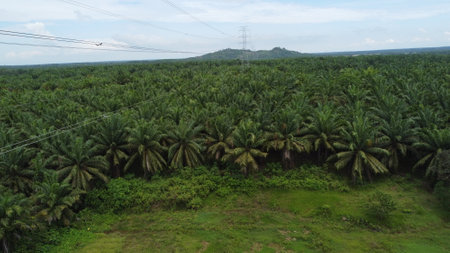 Aerial view of oil palm plantation, palm oil industry in South East Asia