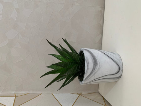 Green plant in a pot on the wall.の写真素材