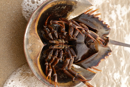 Horseshoe crab on the beach, closeup of photo