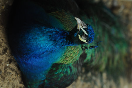 Peacock in the zoo, closeup of head and neckの写真素材