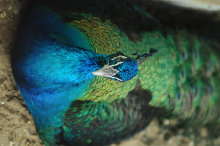 Beautiful peacock in the zoo, close-up portrait.の写真素材