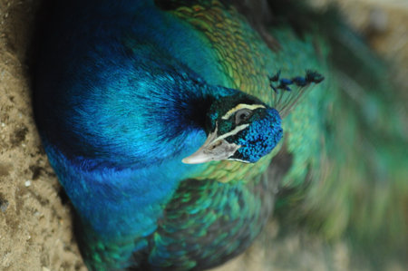 Peacock, Pavo cristatus, single bird head shotの写真素材