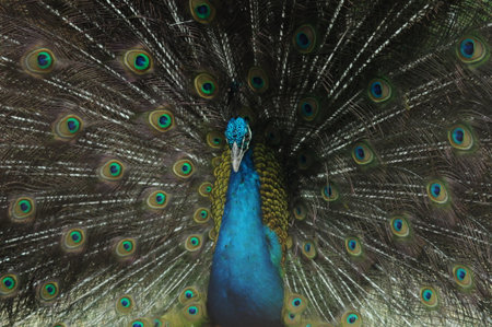 Portrait of beautiful peacock with feathers out (Pavo cristatus)