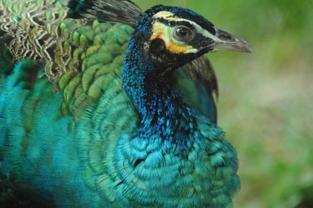 Beautiful peacock in the park, close-up portrait.の写真素材
