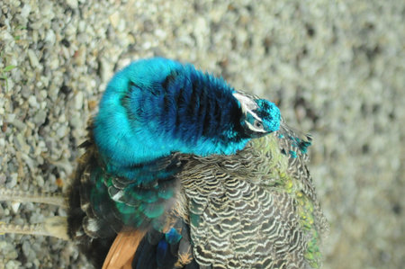 Peacock (Pavo cristatus), also known as the Indian peafowl.の写真素材