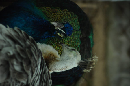 Peacock and its mother, close-up, selective focusの写真素材