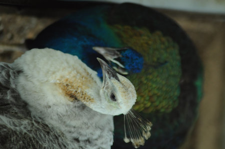 Peacock in a cage at the zoo, close-upの写真素材