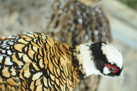 Pheasant in Thailand.の写真素材