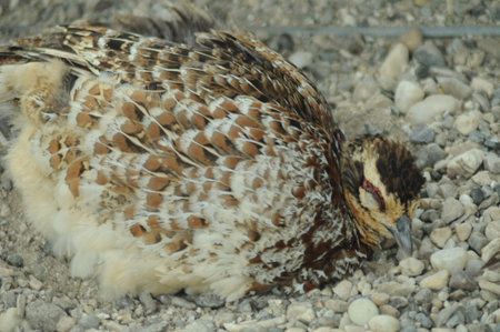 Closeup of a female quail.の写真素材