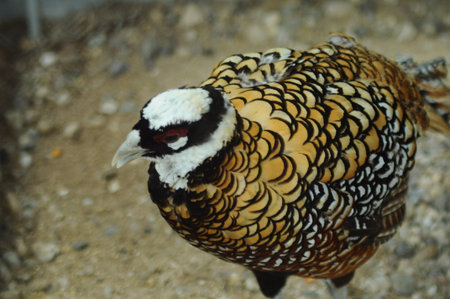 Beautiful pheasant in the zoo. Colorful Pheasant.の写真素材