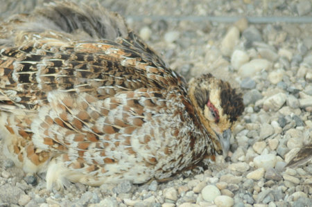 close up of a quail on the ground in the farm.の写真素材
