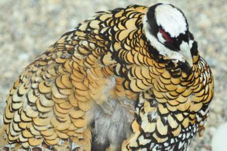 Pheasant in the park, closeup of head and neckの写真素材