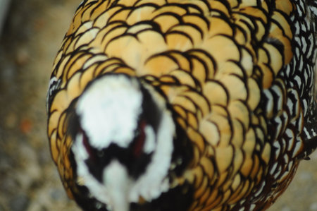 Close up view of the head of a common pheasant.