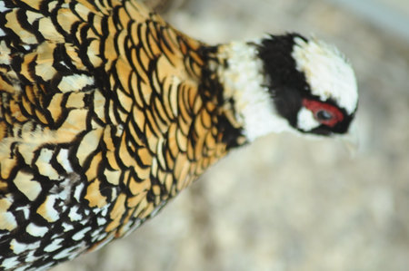 Close up of the head of a pheasant, Thailand.の写真素材