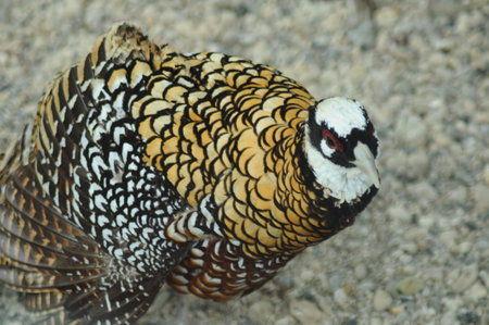 A closeup of a peacock in a park in the summer