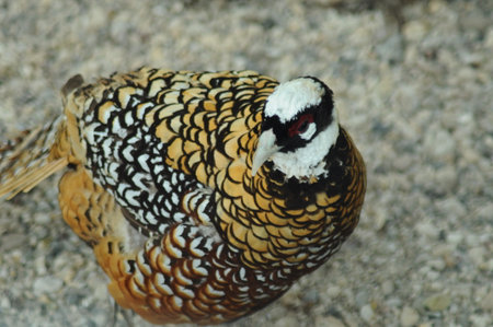 A close up of the head of a pheasant