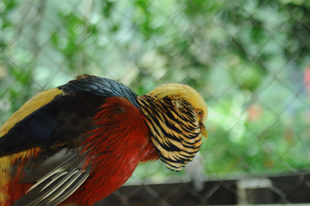 Close up of the head of a bird in a cage, Thailand.