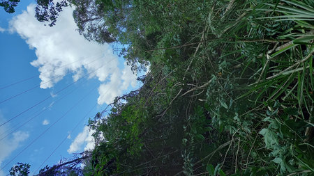 Low angle view of green forest with blue sky and white clouds.