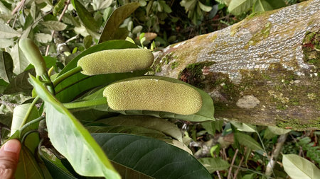 Jackfruit on a tree in the rainforest of Sri Lanka.