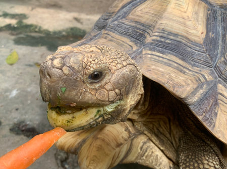 African spurred tortoise (Geochelone sulcata) eating carrot