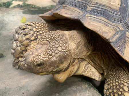 African spurred tortoise (Geochelone sulcata)