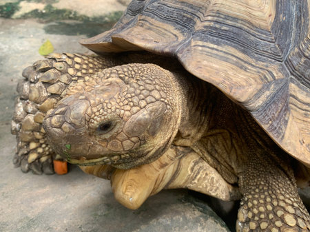 African spurred tortoise (Geochelone sulcata)