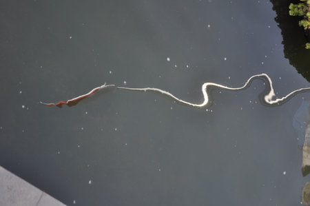 Koi fish floating on the surface of the pond in the parkの写真素材