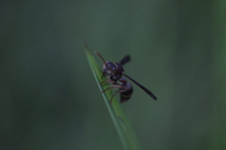 A wasp on a blade of grass with a blurred background.