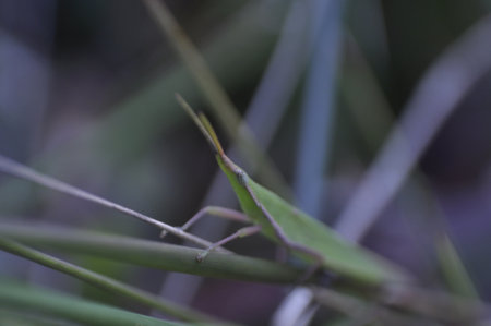 Praying mantis on a blade of grass in the forestの写真素材