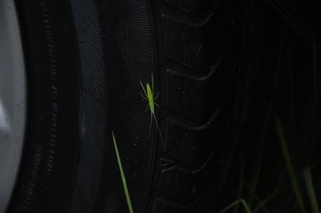 Grasshopper on a car tire. Selective focus.