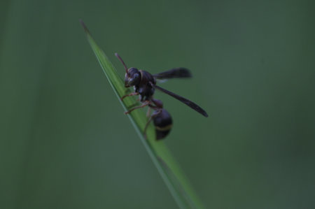 black wasp on a blade of grass in the wild. macroの写真素材
