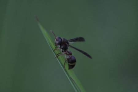 black ant on a blade of grass in the wild, closeup of photo