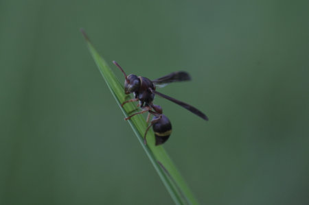 wasp on a blade of grass in the wild, closeup of photoの写真素材