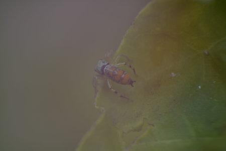 jumping spider on green leaf in the nature or in the garden