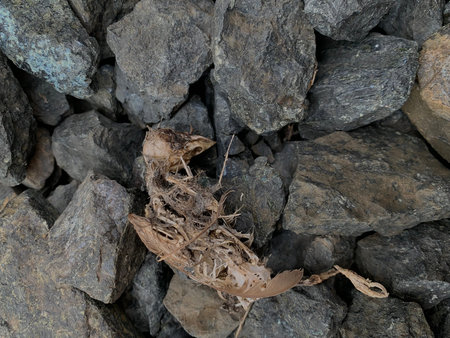 Dry leaf on a pile of coal. Close-up.の写真素材