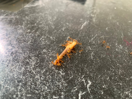Close up of a dead fish on the table in a restaurant.
