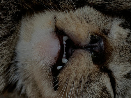 Close-up of a cat's face. Shallow depth of field.の写真素材