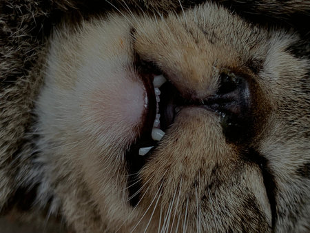 Close up of cat's mouth and teeth. Shallow depth of field.の写真素材