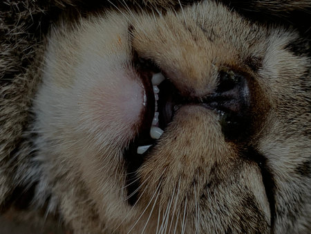 Close-up of a cat's mouth and teeth. Shallow depth of field.の写真素材