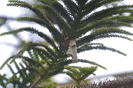 Butterfly on the branch of a pine tree in the garden