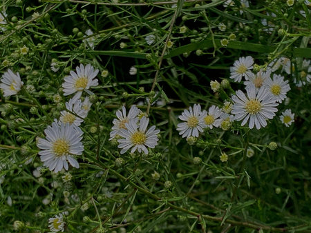 White daisies on a background of green grass in the garden