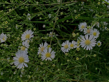 White daisies on a background of green grass in the garden