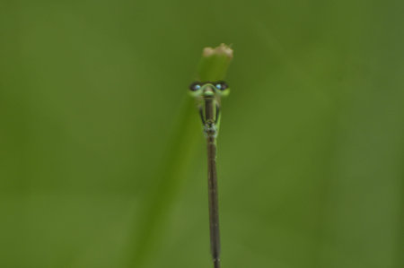Macro of a dragonfly on a green background. Macro photography
