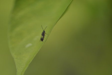 ant on green leaf in the wild nature or in the garden.の写真素材